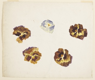 Drawing, Study of Pansies