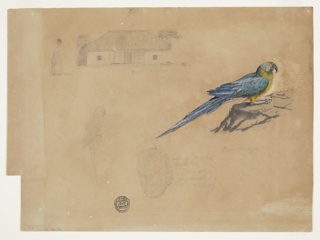 Drawing, Sketches of Guacamaya, Bogotá, Colombia