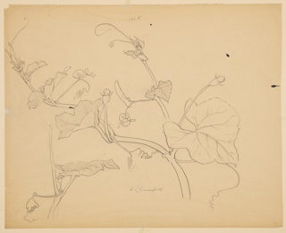 Drawing, Study of Squash Vines