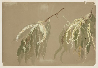 Drawing, Study of Chestnut Tree Branches
