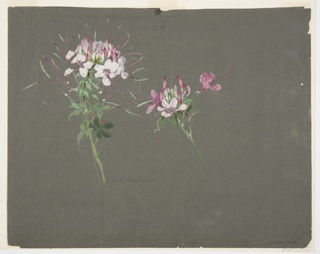 Drawing, Study of Azalea