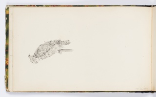 Sketchbook Folio, Sketchbook Page: Bird of Prey