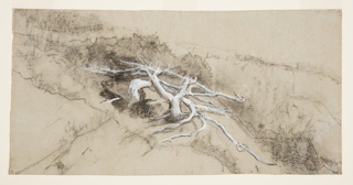 Drawing, Tree Roots on a Hillside, Prout's Neck