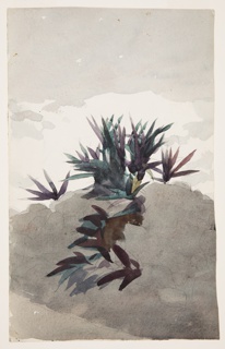 Drawing, Hillside with Clumps of Maguey