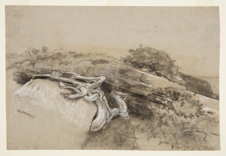 Drawing, Tree Roots, Prout's Neck