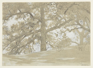 Drawing, Waverly Oaks