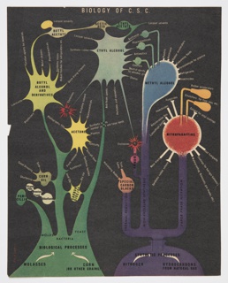 Print, Biology of C.S.C., Page 134 from Fortune
