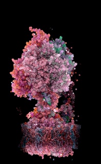 Choreography of Life