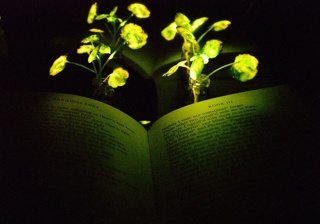 Triennial Project Record, Nanobionic Plant Project: Ambient Illumination