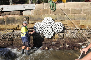 Eco-Engineered Hexagonal Seawall Tiles