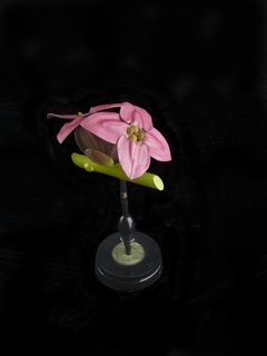 Model, Daphne Mezereum