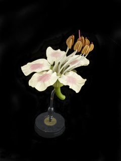 Model, Aesculus Hippocastanum