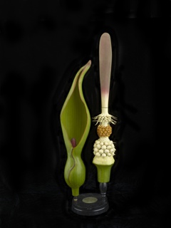 Arum Maculatum