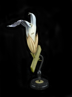 Model, Salvia Officinalis