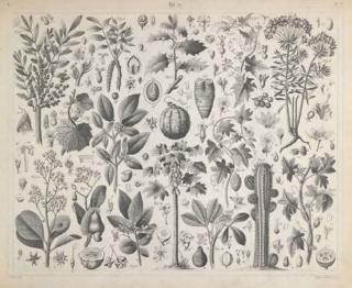 Plate 71, Iconographic encyclopaedia of science, literature, and art. / Systematically arranged by J.G. Heck. Translated from the German, with additions, and edited by Spencer F. Baird ... illustrated by five hundred steel plates, containing upwards of twelve