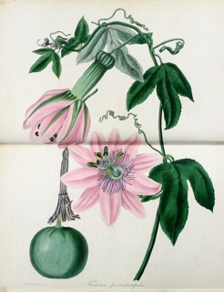Plate, Tasconia Pinnatistipula
, Paxton's Magazine of Botany, and Register of Flowering Plants, vol. 1