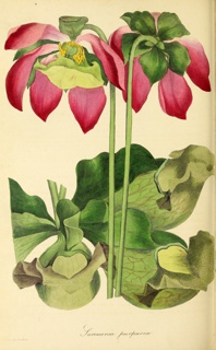 Plate, Sarracenia Purpurea, Paxton's Magazine of Botany, and Register of Flowering Plants, vol. 3