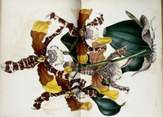 Plate, Odontoglossum Grande, Paxton's Magazine of Botany, and Register of Flowering Plants, vol. 8