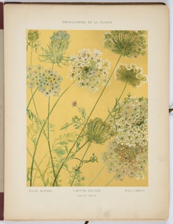 Encyclopédie Artistique Et Documentaire De La Plante, Book