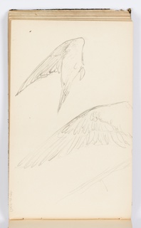 Sketchbook Folio, Sketchbook Page: Wings