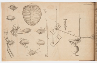 Book Illustration, “A letter from Mr Antony van Leewnenhoek [sic!] F.R.S. concerning Cochineel [sic!],” from Philosophical Transactions, vol. 24, 1704–05, pp. 1613–28