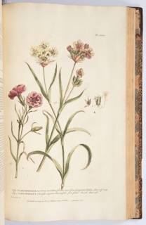 Figures Of The Most Beautiful, Useful, And Uncommon Plants 
, Book