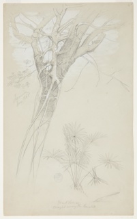 Drawing, Parasite Vine and Palm Plant, Jamaica