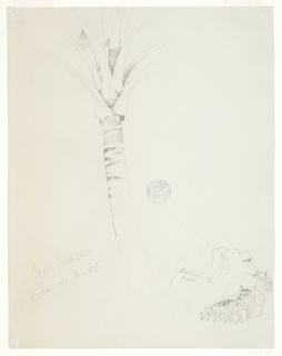 Drawing, Coconut Palm, Jamaica