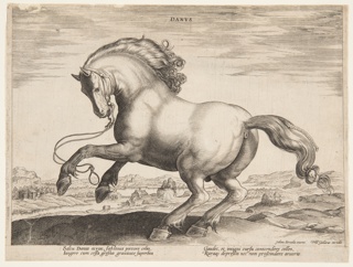 Print, A Danish Horse, from the fourth set of "Equile Joannis Austriaci"