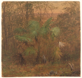 Drawing, Bush Palm