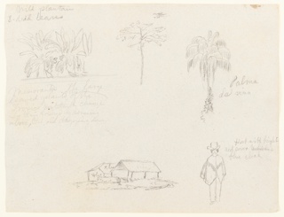 Drawing, Botanical Sketches, South America