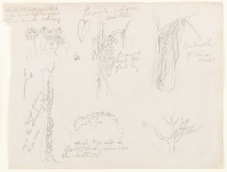 Drawing, Botanical Sketches from the Río Magdalena, Colombia