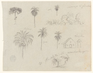 Drawing, Botanical Sketches with a Church, Río Magdalena, Colombia