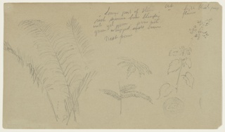 Drawing, Fern Sketches, Vermont