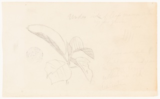 Drawing, Botanical Study, Ecuador