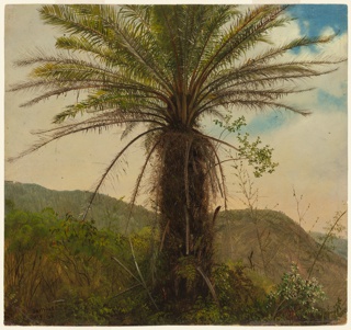 Drawing, Palm Tree, Jamaica