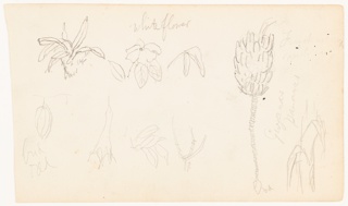 Drawing, Botanical Sketches