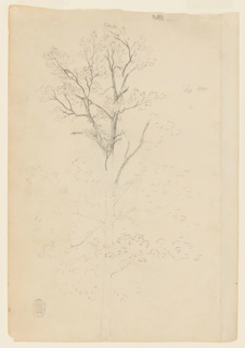 Drawing, Sketch of a Tree, Catskill, New York