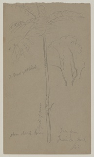 Drawing, Botanical Sketches