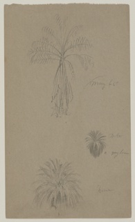 Drawing, Palm Tree Crowns, Jamaica