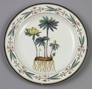 Winter Hellebore Plate