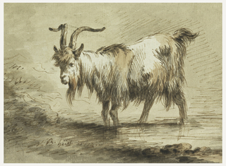 Drawing, Study of a Goat