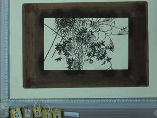 Katagami, Hibiscus, maple and autumn wheat grass