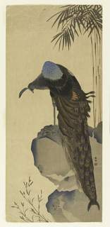 Print, Peacock