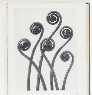 Book Illustration, Urformen der Kunst (Art Forms in Nature), Adiantum pedatum Haarfarn (Maidenhair fern)