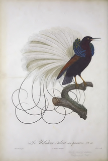 Book Illustration, Histoire naturelle des oiseaux de paradis et des rolliers: suivie de celle des toucans et des barbus (Natural history of birds of paradise and rollers: followed by toucans and barbets), vol. 1; Le Nébuleux, étalant ses parures (The nebulous, spreading her ornaments), plate 16