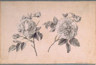 Drawing, Study of Two Roses