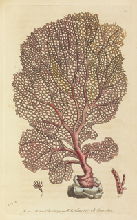 Book Illustration, The Naturalist’s Miscellany, vol. 1, The Fan Gorgonia or Venus’s Fan, plate 14