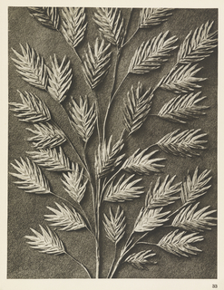 Book Illustration, Art Forms in Nature, Second Series; Hordeum distichum (Barley)