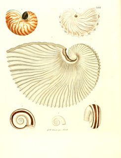 Book Illustration, Les delices des yeux et de l'esprit, ou, Collection generale des differentes especes de coquillages que la mer renferme (The delights of the eyes and the spirit, or, general collection of the various species of shells found in the sea), vol. 1; Nautilus de papier, plate II.